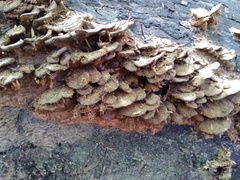 Metuloidea rhinocephala