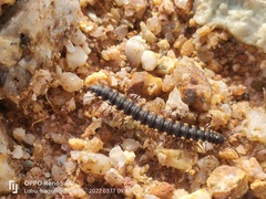 Chondromorpha xanthotricha