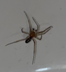 Steatoda grossa