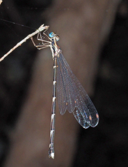 Episynlestes cristatus