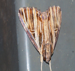 Ercheia ekeikei