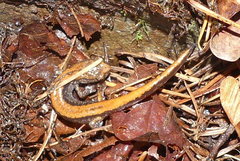 Plethodon larselli