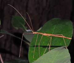 Sipyloidea larryi