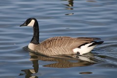 Branta canadensis