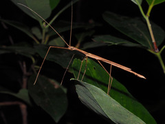 Sipyloidea larryi