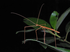 Sipyloidea larryi