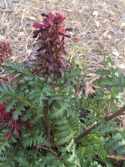 Pedicularis densiflora