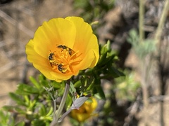 Micralictoides ruficaudus