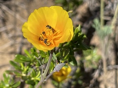 Micralictoides ruficaudus