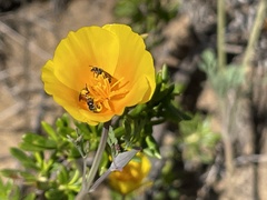 Micralictoides ruficaudus