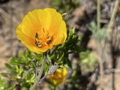 Micralictoides ruficaudus