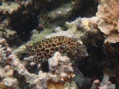 Epinephelus merra
