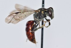 Sphecodes ranunculi