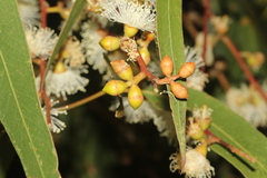 Eucalyptus viminalis pryoriana