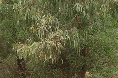 Eucalyptus viminalis pryoriana