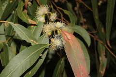 Eucalyptus viminalis pryoriana