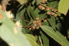 Eucalyptus viminalis pryoriana