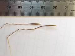 Austrostipa pubinodis