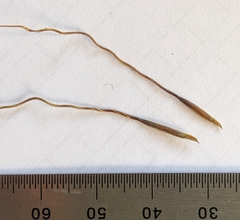 Austrostipa pubinodis