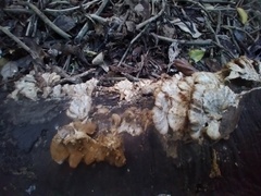 Metuloidea rhinocephala