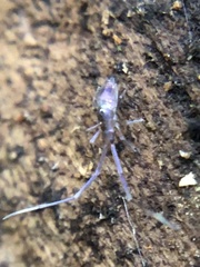 Paronellidae