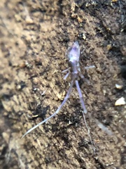 Paronellidae