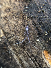 Paronellidae