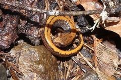 Plethodon larselli