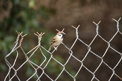 Passer montanus malaccensis