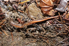 Plethodon larselli