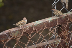 Passer montanus malaccensis