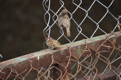 Passer montanus malaccensis