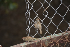 Passer montanus malaccensis