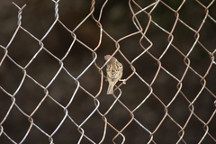 Passer montanus malaccensis