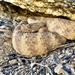 Tiger Rattlesnake - Photo (c) David Mead, some rights reserved (CC BY-NC), uploaded by David Mead