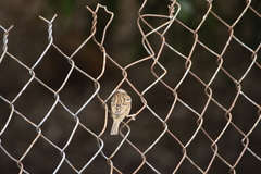 Passer montanus malaccensis