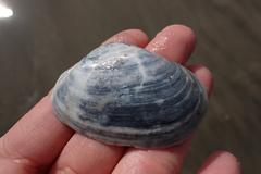Periploma planiusculum