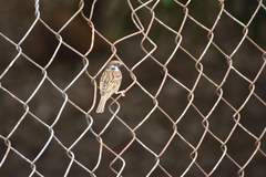 Passer montanus malaccensis