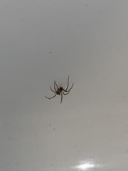 Steatoda grossa