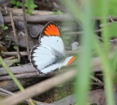 Colotis antevippe gavisa
