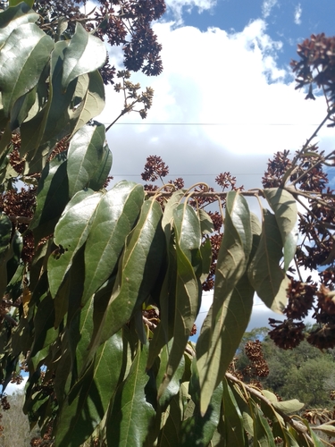 Cordia alliodora - Whole tree