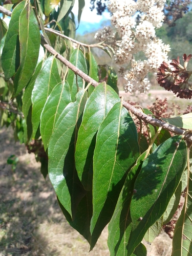 Cordia alliodora - Whole tree