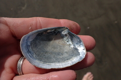 Periploma planiusculum