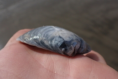 Periploma planiusculum