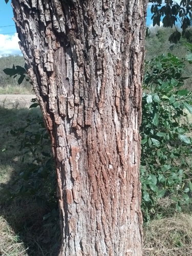 Cordia alliodora - Flowers