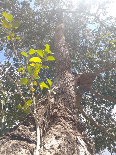 Cordia alliodora - Leaves