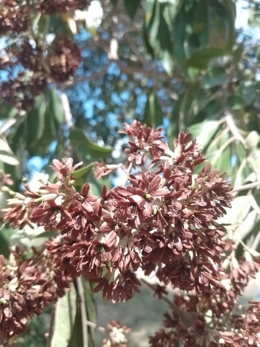 Cordia alliodora - Whole tree
