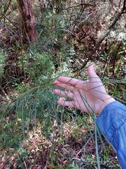 Acacia longissima