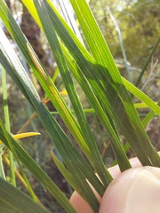 Acacia longissima
