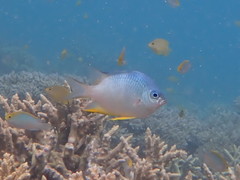 Amblyglyphidodon orbicularis